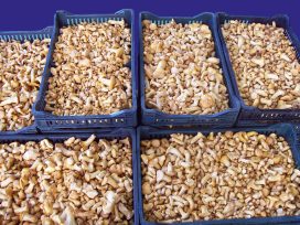 NEUE ERNTE FRISCHE PFIFFERLINGE!!!